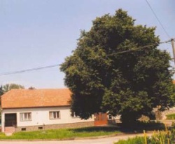Lípa na návsi